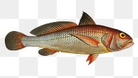 Aney (Johnius Aneus) png sticker, fish vintage illustration, transparent background