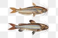 Png Silver stripe & Striped Silure sticker, fish vintage illustration, transparent background