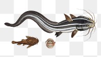 Png Flat-Eel & Warty Flat-fish sticker, fish vintage illustration, transparent background