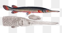 Gar-Fish png sticker, fish vintage illustration, transparent background