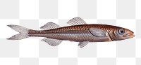 Png fish vintage illustration, transparent background