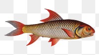 Sickle-Carp png sticker, fish vintage illustration, transparent background