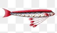 Hawken's-Fish png sticker, fish vintage illustration, transparent background