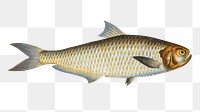 Herring of Malabar png sticker, fish vintage illustration, transparent background