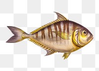 Toothless Mackrel png sticker, fish vintage illustration, transparent background