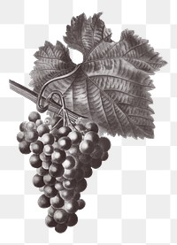 Grape vine branch png sticker, vintage illustration, transparent background
