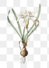 Sea daffodil png sticker, vintage botanical illustration, transparent background