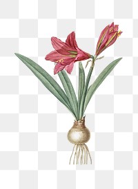 Hippeastrum flower png sticker, vintage botanical illustration, transparent background
