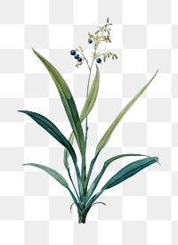 Flax lilies png sticker, vintage botanical illustration, transparent background