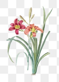 Red lily png vintage illustration, botanical design on transparent background