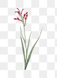 Gladiolus Cunonius png sticker, vintage botanical illustration, transparent background
