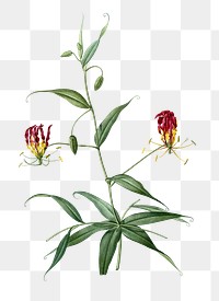 Flame lily png sticker, vintage botanical illustration, transparent background