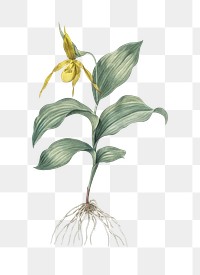 Yellow Lady's Slipper Orchid png sticker, vintage botanical illustration, transparent background