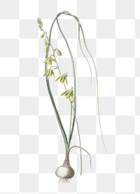 Albuca png sticker, vintage botanical illustration, transparent background