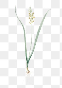 Lachenalia pallida png sticker, vintage botanical illustration, transparent background