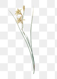 Gladiolus png sticker, vintage botanical illustration, transparent background