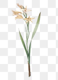 Gladiolus cuspidatus png sticker, vintage botanical illustration, transparent background