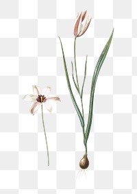 Lady tulip png sticker, vintage botanical illustration, transparent background