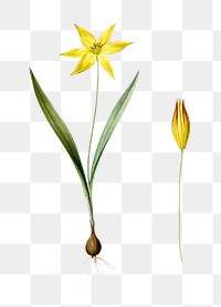 Tulipa celsiana png sticker, vintage botanical illustration, transparent background