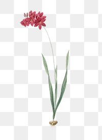 Ixia filiformis png sticker, vintage botanical illustration, transparent background