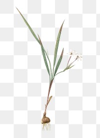 Gladiolus inclinatus png sticker, vintage botanical illustration, transparent background