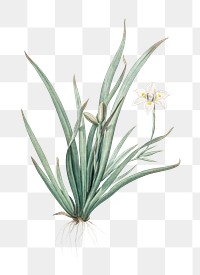 Fortnight lily png sticker, vintage botanical illustration, transparent background