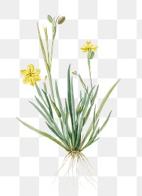 Yellow eyed grass png sticker, vintage botanical illustration, transparent background