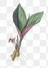 Koemferia longa png sticker, vintage botanical illustration, transparent background