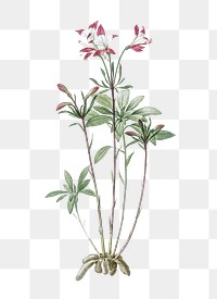 Lily of the Incas png sticker, vintage botanical illustration, transparent background