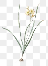 Gladiolus lineatus png sticker, vintage botanical illustration, transparent background