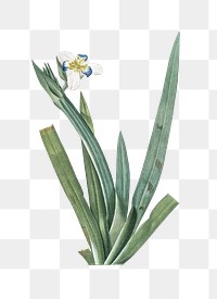 Moraea vaginata png sticker, vintage botanical illustration, transparent background