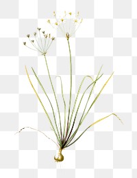 Allium straitum png sticker, vintage botanical illustration, transparent background