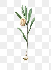 Fritillaria latifolia png sticker, vintage botanical illustration, transparent background