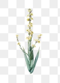 Png yellow eyed grass sticker, vintage botanical illustration, transparent background