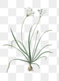 Allium fragrans png sticker, vintage botanical illustration, transparent background