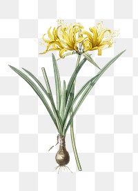 Golden Hurricane Lily png sticker, vintage botanical illustration, transparent background