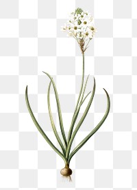 Arabian starflower png sticker, vintage botanical illustration, transparent background
