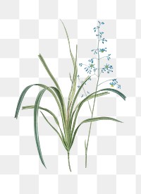 Blueberry lily png sticker, vintage botanical illustration, transparent background