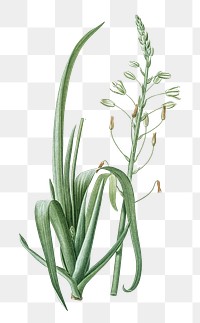 Albuca cornuta png sticker, vintage botanical illustration, transparent background