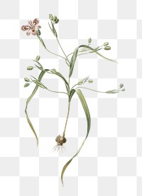 Moraea sordescens png sticker, vintage botanical illustration, transparent background