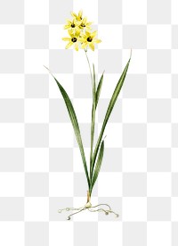 Ixia fusco citrina png sticker, vintage botanical illustration, transparent background