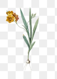 Ixia miniata png sticker, vintage botanical illustration, transparent background