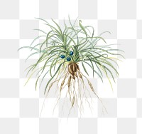 Convallaria japonica png sticker, vintage botanical illustration, transparent background