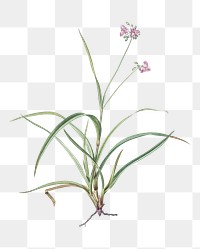 Spiderwort png sticker, vintage botanical illustration, transparent background