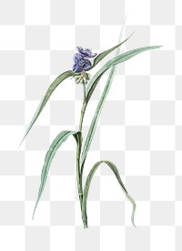 Virginia spiderwort png sticker, vintage botanical illustration, transparent background