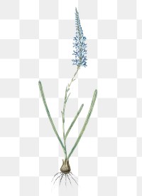 Ixia cepacea png sticker, vintage botanical illustration, transparent background