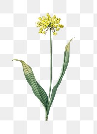 Golden garlic png sticker, vintage botanical illustration, transparent background