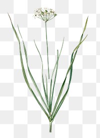 Allium tartaricum png sticker, vintage botanical illustration, transparent background