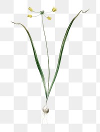 Allium scorzonera folium png sticker, vintage botanical illustration, transparent background