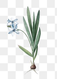 Gladiolus plicatus png sticker, vintage botanical illustration, transparent background